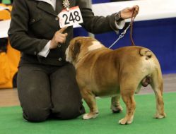 The dog at the exhibition