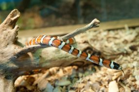 The milk snake