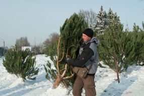 Мужчина несет сосну