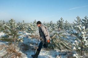 Мужчина несет сосну