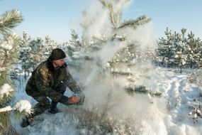 Мужчина спиливает сосну