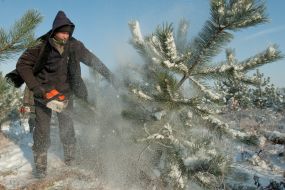 Мужчина спиливает сосну