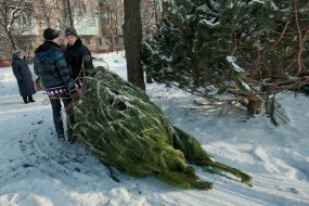 Продавцы елок