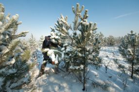 Мужчина спиливает сосну