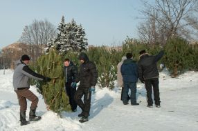 Продавцы елок