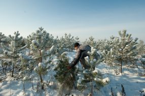 Мужчина спиливает сосну