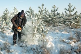 Мужчина спиливает сосну