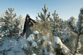 Мужчина спиливает сосну