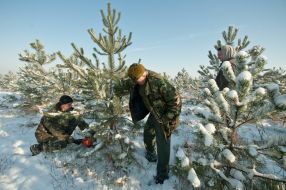 Мужчины спиливают сосну