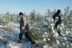 Мужчина несет сосну