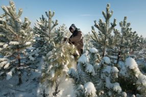 Мужчина спиливает сосну
