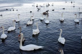 Swans