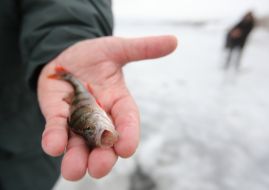 A fisherman shows fish