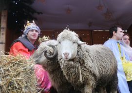 Живая рождественская шопка