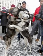 Собаки породы хаски
