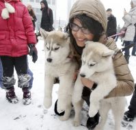 Девушка держит щенков породы хаски