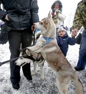 Собаки породы хаски