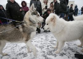 Собаки породы хаски и самоед