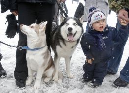 Собаки породы хаски