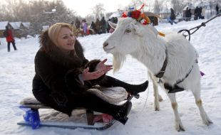 Woman sitting on a sled with a number of goat