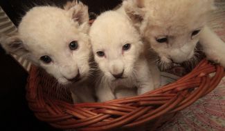 White lion cubs
