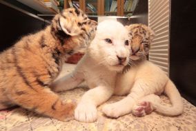 White lion cubs