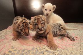 White lion cubs