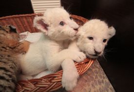 White lion cubs