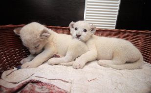 White lion cubs