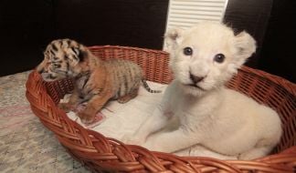 White lion cubs