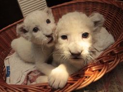 White lion cubs