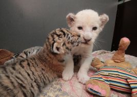 White lion cubs