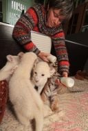 White lion cubs
