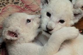 White lion cubs