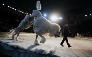 Petr Prostetsov and trained poodles