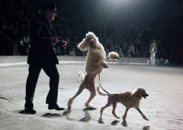 Petr Prostetsov and trained poodles
