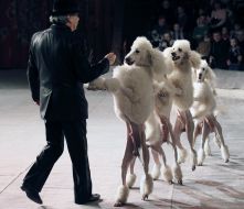 Petr Prostetsov and trained poodles