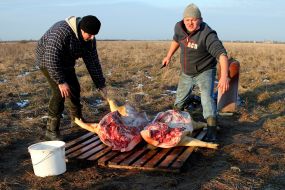 Men prepare the carcass of a pig
