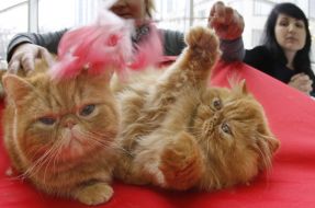 Котята персидской породы