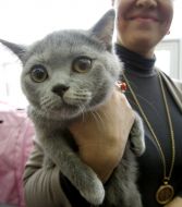 Кошка породы британская короткошерстная