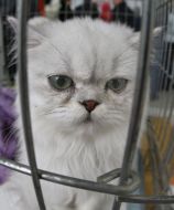 Котенок породы персидская шиншилла