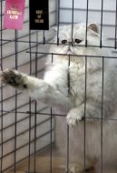 Кошка породы персидская шиншилла