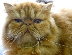 Кошка породы персидская шиншилла