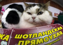 Кошка породы шотландская прямоухая