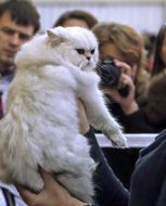 Кошка породы персидская шиншилла