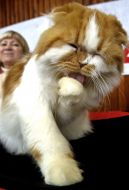 Кошка породы персидская шиншилла