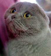 Кошка породы шотландская вислоухая