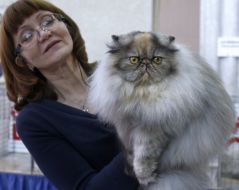 Судья оценивает кошку