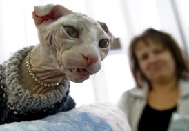 Кошка породы украинский левкой