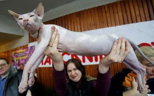 Кошка породы донской сфинкс